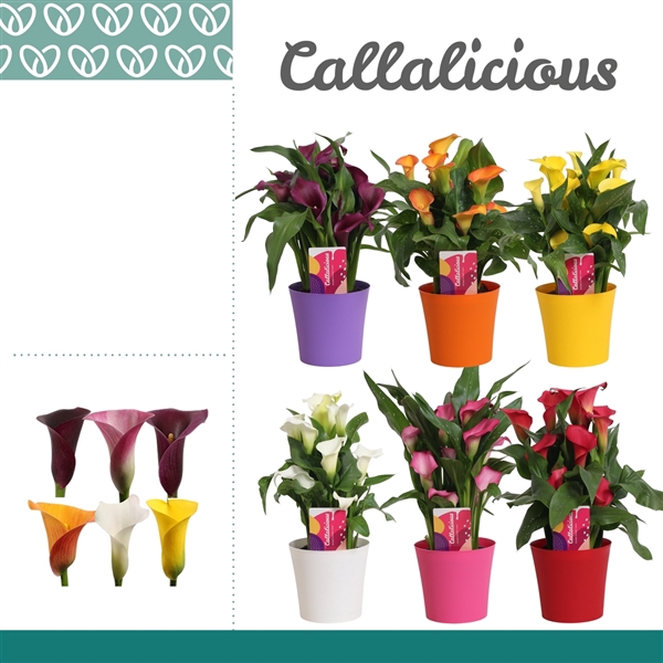 <h4>Zantedeschia Mix in Ompot Linge</h4>