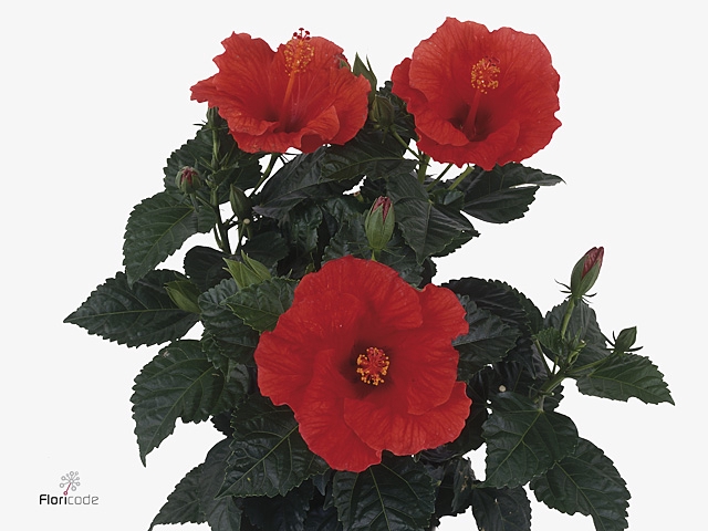 HIBIS SUNNY BORDEAUX