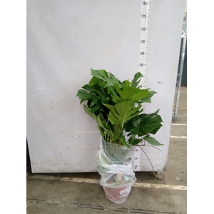 Monstera delic.