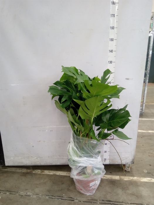 <h4>Monstera delic.</h4>