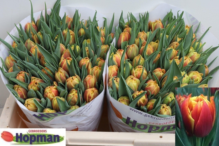 <h4>TU DU EDITION</h4>