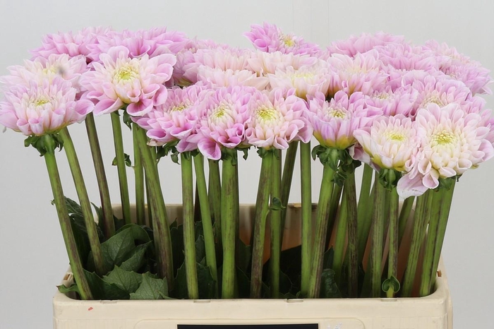 <h4>Dahlia Sweet Love</h4>