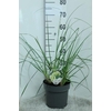 Cortaderia Selloana Pumila