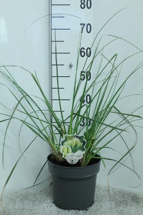 <h4>Cortaderia Selloana Pumila</h4>