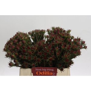 Cape Green Jubilee Crown