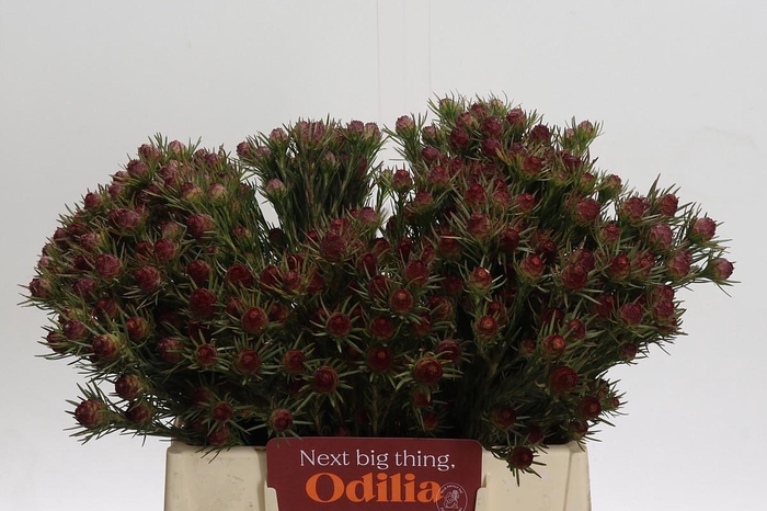 <h4>Cape Green Jubilee Crown</h4>