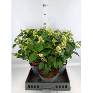 Hydrangea pan. 'Liv Infinity'