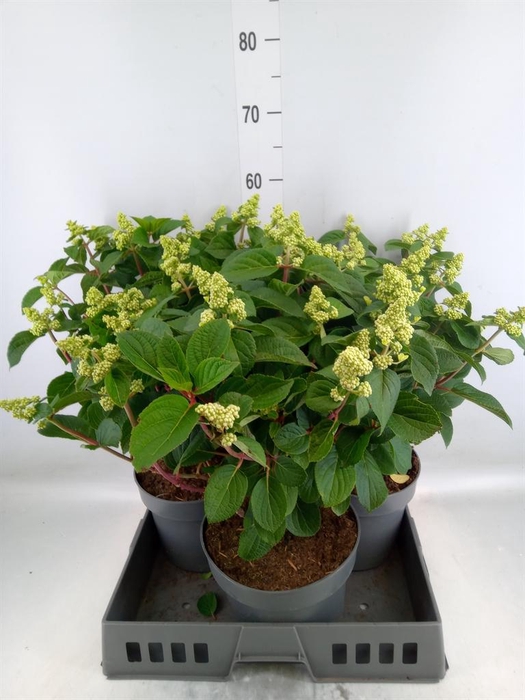 <h4>Hydrangea pan. 'Liv Infinity'</h4>