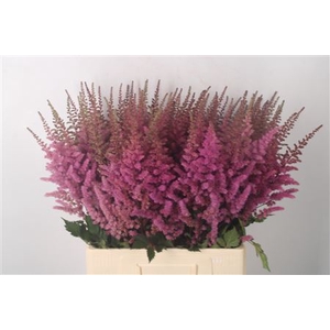Astilbe Maggie Daley