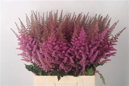 <h4>Astilbe Maggie Daley</h4>
