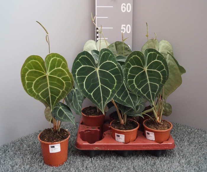 Anthurium not flowering clarinervium 12Ø 40cm