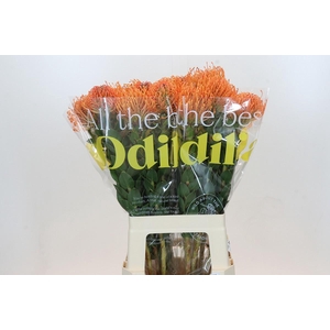 LEUCO AYOBA MAN ZEST