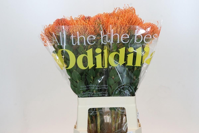 <h4>LEUCO AYOBA MAN ZEST</h4>