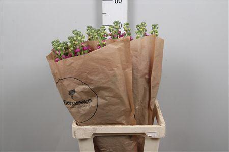 <h4>Matth Iron Rose</h4>