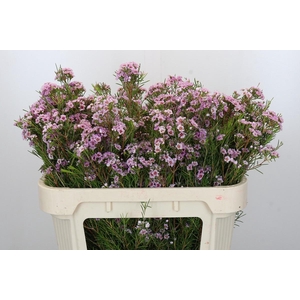 Chamelaucium Giselle