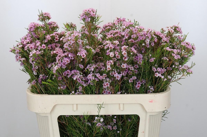 <h4>Chamelaucium Giselle</h4>