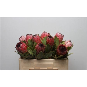 Protea Barb Mountain Queen