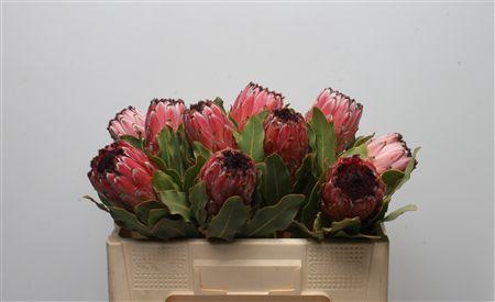 <h4>Protea Barb Mountain Queen</h4>