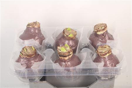 <h4>Wax Amaryllis Taupe</h4>