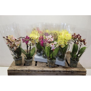 arr8 Phal Mini Mix 2 Spike