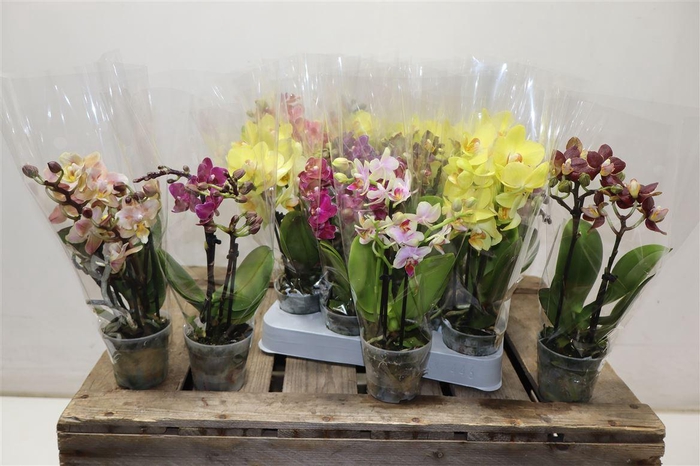 <h4>Phal Mini Mix 2 Spike</h4>