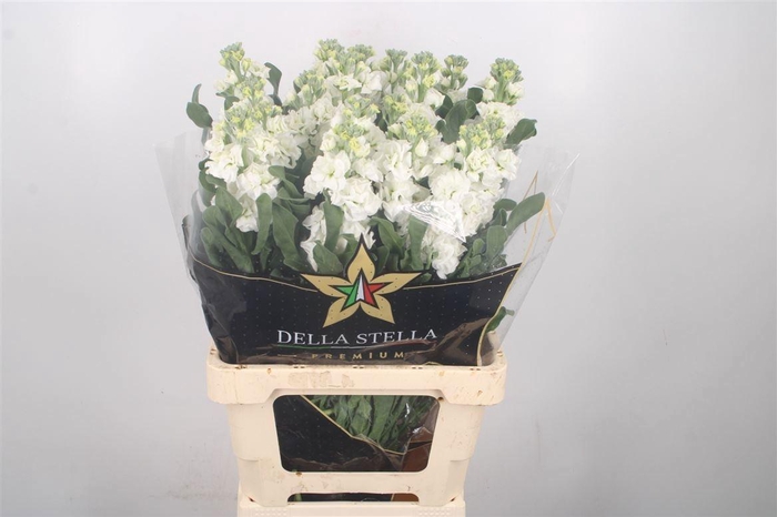 <h4>MATTH IRON WHITE</h4>