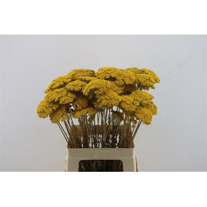 Achillea Parker Natural Dried