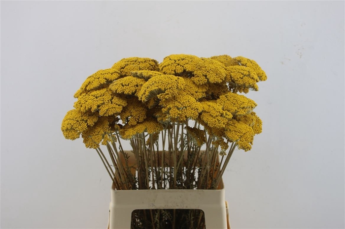 <h4>Achillea Parker Natural Dried</h4>