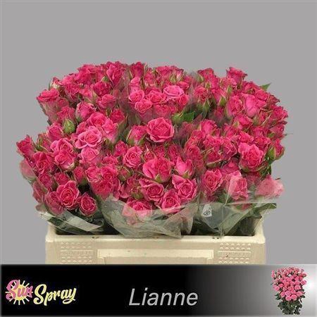 <h4>R Tr Lianne</h4>