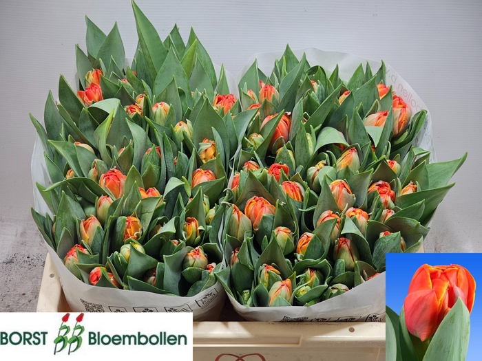 <h4>TU DU QUEENSDAY</h4>