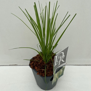 Cortaderia selloana Pumila