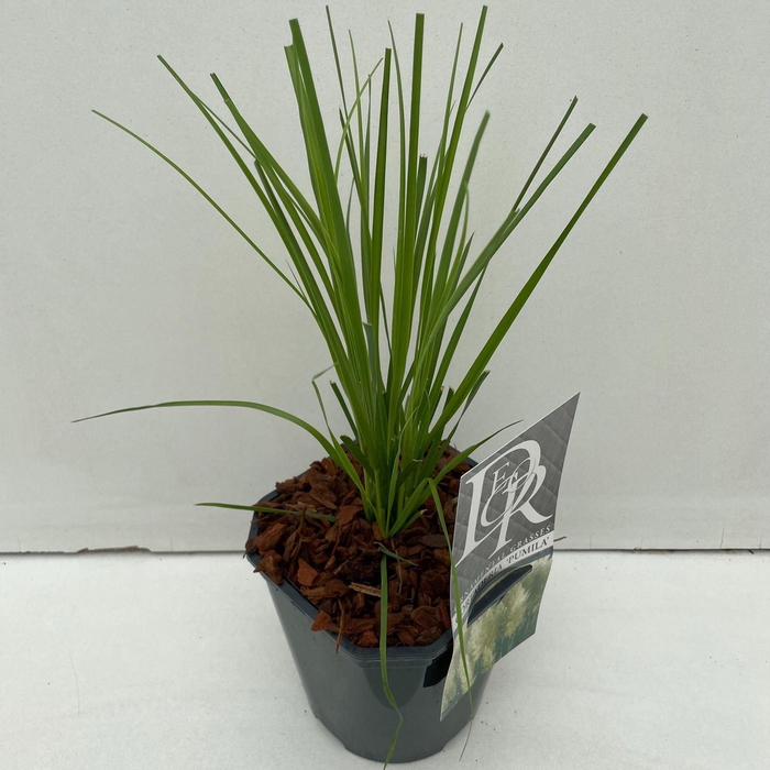 <h4>Cortaderia selloana Pumila</h4>