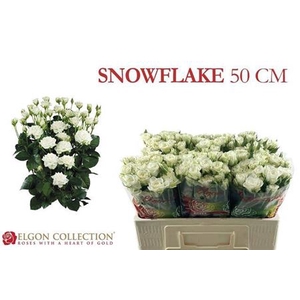 Rosa tros Snowflake