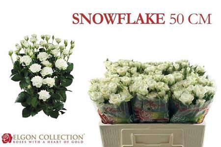 <h4>Rosa tros Snowflake</h4>