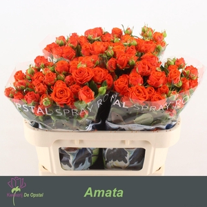 R TR AMATA
