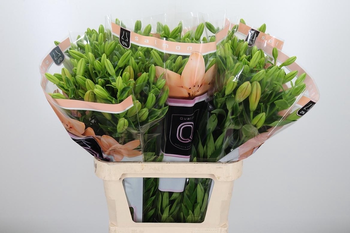 <h4>Li La Menorca</h4>