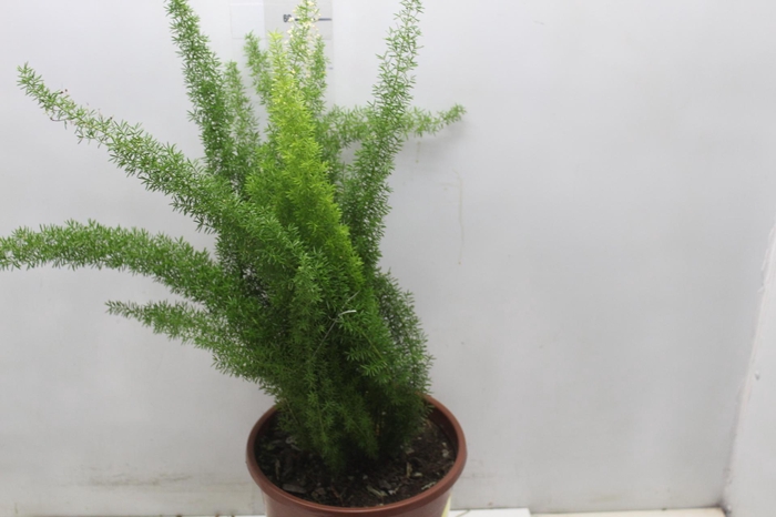 <h4>ASPARGO REAL P23</h4>