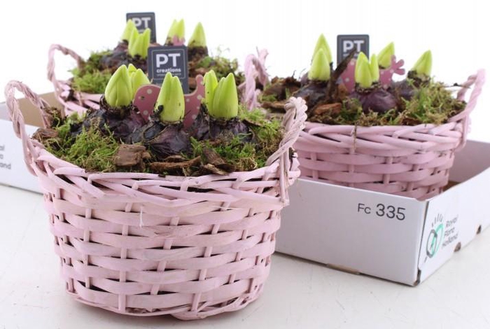 <h4>ARR HYACINTH</h4>