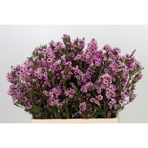 Chamelaucium Adi
