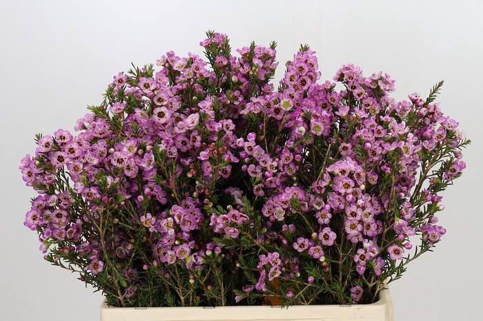<h4>Chamelaucium Adi</h4>
