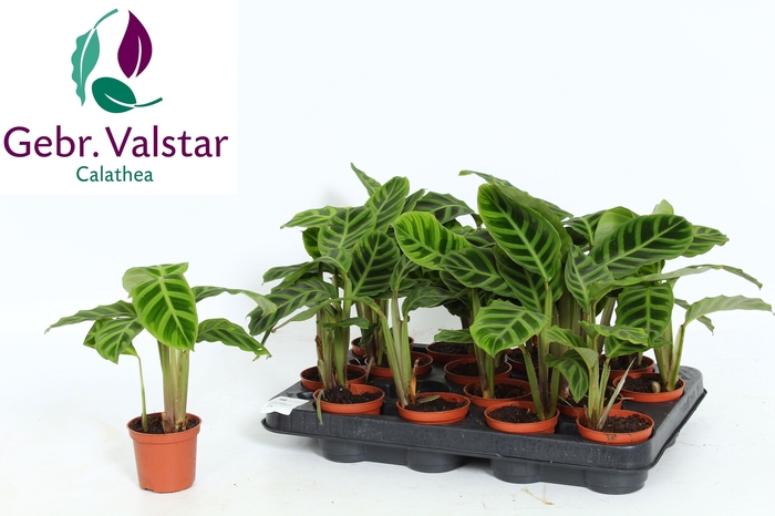 <h4>CALAT ZEBRINA</h4>