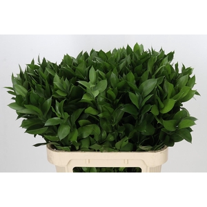 Ruscus Hypophyllum