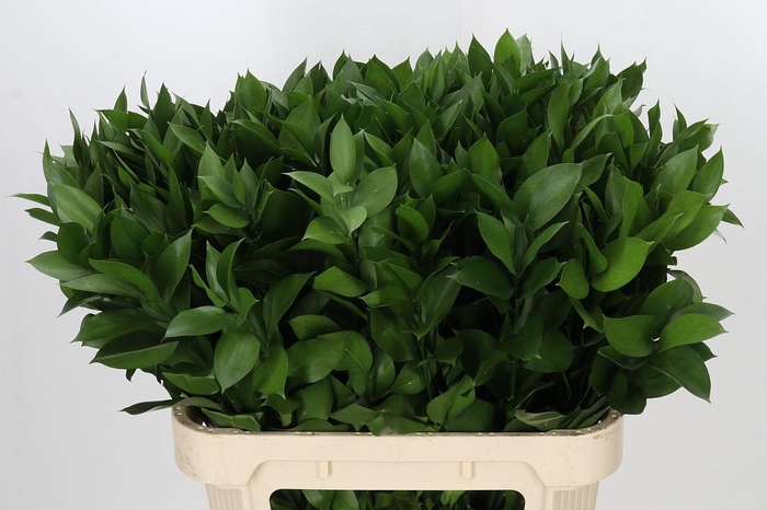 <h4>Ruscus Hypophyllum</h4>