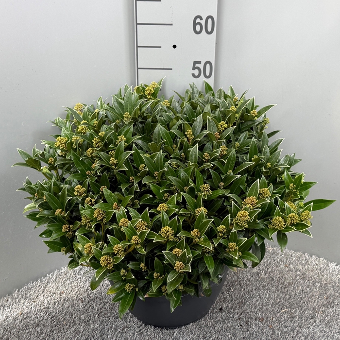 <h4>Skimmia japonica Godrie's Dwarf Marlot Schaal XL</h4>