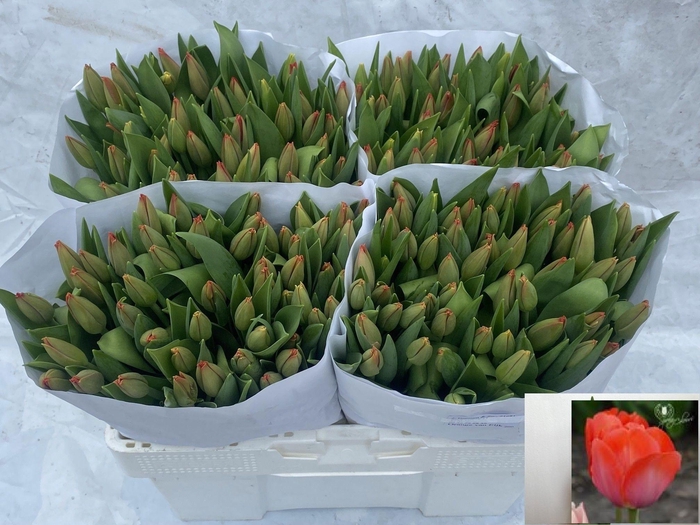 <h4>TU EN ORANGE V EIJK</h4>