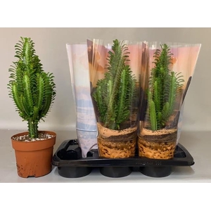 EUPHOR TRIGONA