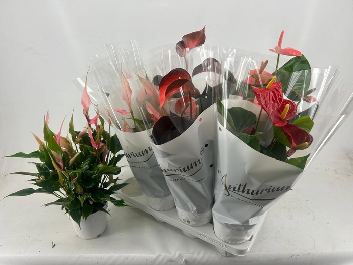 <h4>ANTHU AN GEM 4 KL</h4>