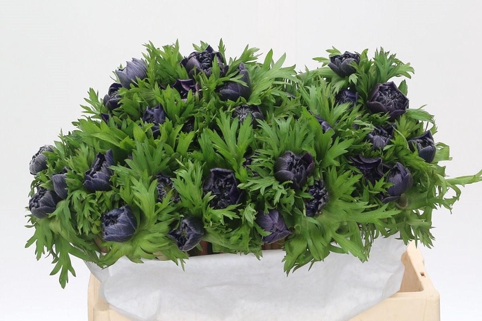 <h4>Anem Levante Blue</h4>