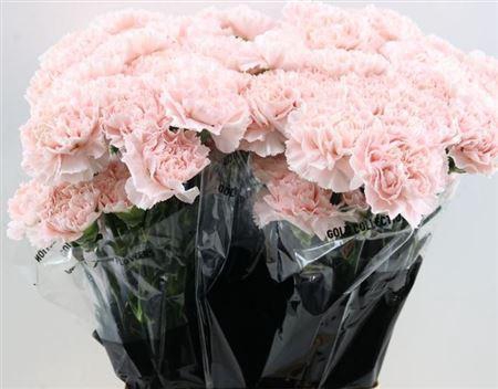 <h4>Di St Charisma</h4>