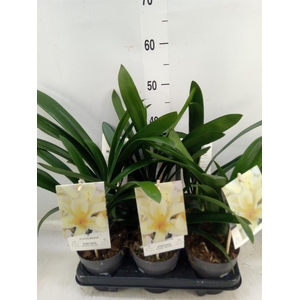 Clivia miniata var. citrina